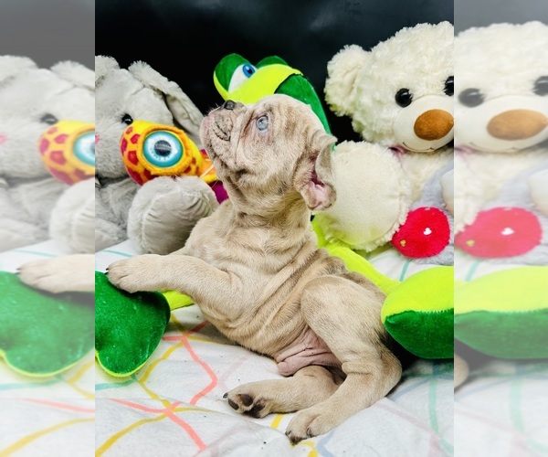 Medium Photo #22 French Bulldog Puppy For Sale in BELLVILLE, TX, USA