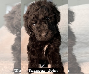 Poodle (Miniature) Puppy for sale in TUCSON, AZ, USA
