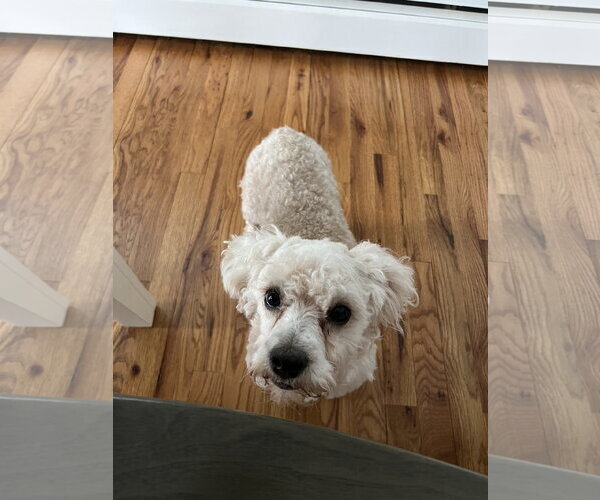 Medium Photo #2 Poodle (Miniature)-Unknown Mix Puppy For Sale in Woodbury, NY, USA