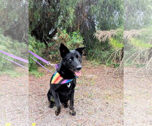 Kira - Female Mutt Dog for Adoption - Photo #9