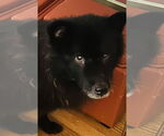 Small #1 Chow Chow-pomeranian spitz Mix