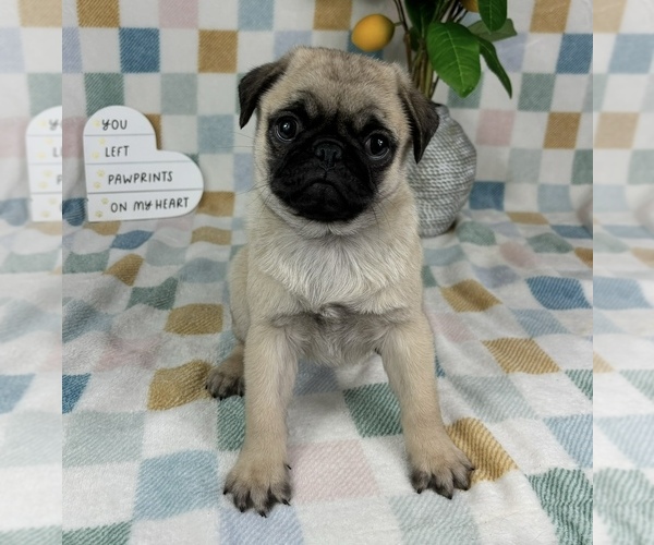Medium Photo #5 Pug Puppy For Sale in FRANKLIN, IN, USA