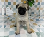 Small #4 Pug
