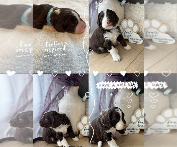 Medium Photo #4 Aussiedoodle Miniature -Bernedoodle (Miniature) Mix Puppy For Sale in GREENVILLE, OH, USA