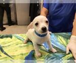 Small Chihuahua