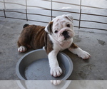 Small Photo #5 English Bulldog Puppy For Sale in LA VERNIA, TX, USA