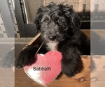 Small #10 F2 Aussiedoodle