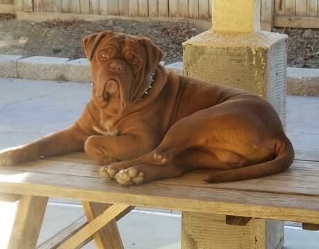 Medium Photo #1 Dogue de Bordeaux Puppy For Sale in DIABLO GRANDE, CA, USA