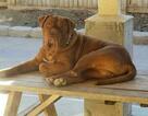Small Photo #1 Dogue de Bordeaux Puppy For Sale in DIABLO GRANDE, CA, USA