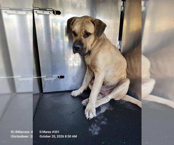 Medium Photo #1 Mastiff Puppy For Sale in San Antonio, TX, USA