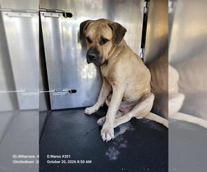 Mastiff Dogs for adoption in San Antonio, TX, USA