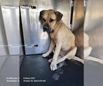 HOMER - Male Mastiff Dog for Adoption - Small photo