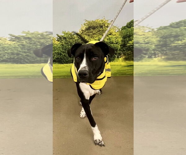 Medium Photo #4 Mutt Puppy For Sale in Munford, TN, USA