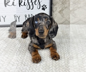 Dachshund Puppy for sale in FRANKLIN, IN, USA