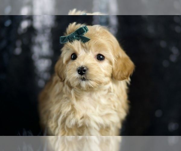 Medium Photo #60 Maltipoo Puppy For Sale in WARSAW, IN, USA