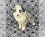 Small #5 Australian Shepherd