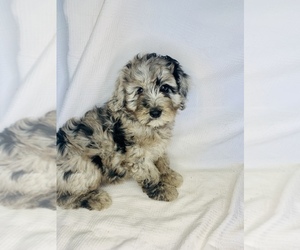 Bernedoodle (Miniature) Puppy for Sale in COLBERT, Washington USA
