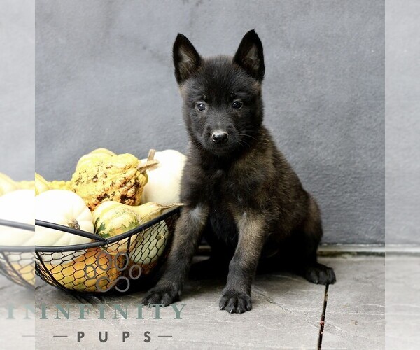 Medium Photo #2 Belgian Malinois Puppy For Sale in RONKS, PA, USA