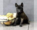 Ripley - Female Belgian Malinois Puppy for Sale - Photo #2