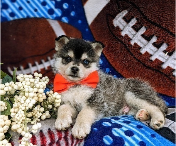 Medium Photo #7 Pomsky Puppy For Sale in EPHRATA, PA, USA