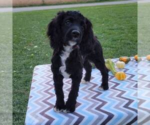 Cockapoo Puppy for sale in ARTHUR, IL, USA