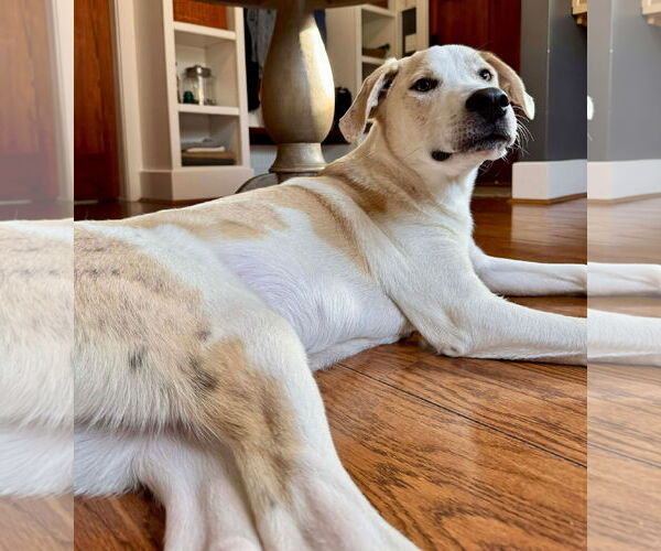 Medium Photo #3 Great Pyrenees-Unknown Mix Puppy For Sale in Germantown, OH, USA