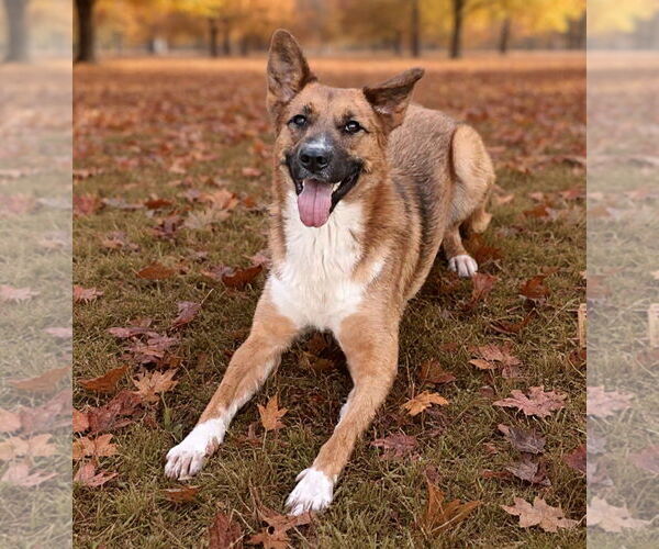 Medium Photo #3 Mutt Puppy For Sale in Talladega, AL, USA