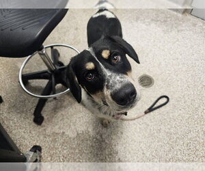 Labrador Retriever-Unknown Mix Dogs for adoption in Pueblo, CO, USA