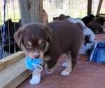 Small Photo #10 Miniature Australian Shepherd Puppy For Sale in MIDDLEBURG, FL, USA