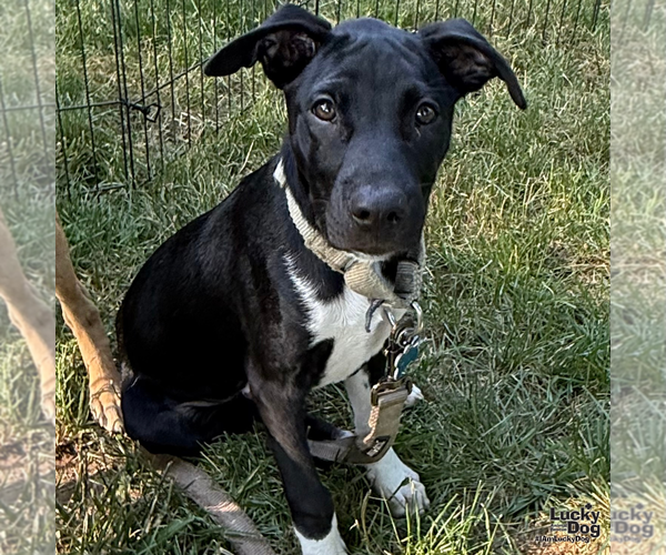 Medium Photo #5 Labrador Retriever-Retriever  Mix Puppy For Sale in Washington, DC, USA