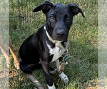 Small #4 Labrador Retriever-Retriever  Mix