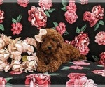 Small Photo #5 Poodle (Toy) Puppy For Sale in KIRKWOOD, PA, USA