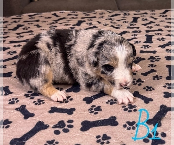 Medium Photo #6 Australian Shepherd Puppy For Sale in SALISBURY, NC, USA