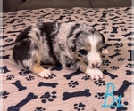 Small #5 Australian Shepherd