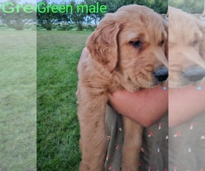 Medium Golden Retriever