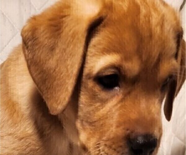 Medium Photo #48 Labrador Retriever Puppy For Sale in BUFFALO, NY, USA