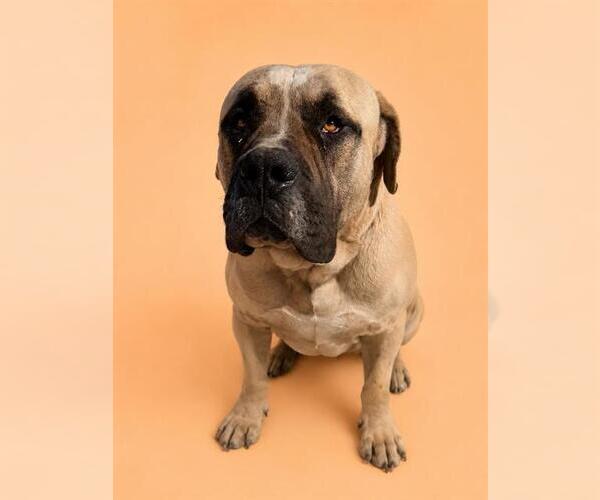 Medium Photo #1 Mastiff Puppy For Sale in HESPERIA, CA, USA