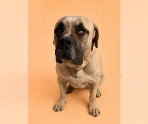Mastiff Dogs for adoption in HESPERIA, CA, USA