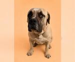 Small Mastiff