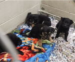 Small German Shepherd Dog Mix