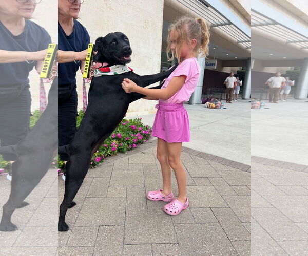 Medium Photo #4 Labrador Retriever-Unknown Mix Puppy For Sale in The Woodlands, TX, USA