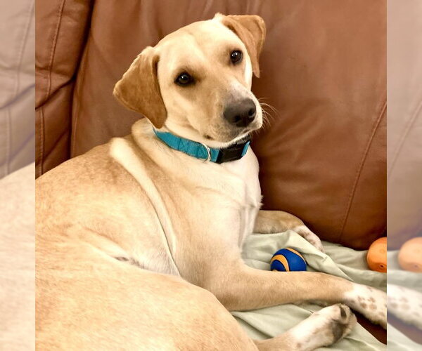 Medium Photo #1 Golden Retriever-Unknown Mix Puppy For Sale in San Juan Capistrano, CA, USA