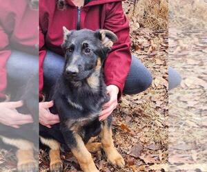 German Shepherd Dog Puppy for sale in BOONVILLE, NC, USA