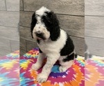 Small Photo #13 Poodle (Standard) Puppy For Sale in RICHMOND, IL, USA