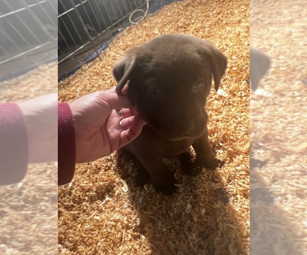 Medium Photo #3 Labrador Retriever Puppy For Sale in HILLSBORO, OR, USA