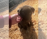 Small Photo #3 Labrador Retriever Puppy For Sale in HILLSBORO, OR, USA