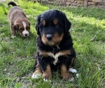 Small Photo #5 Great Bernese Puppy For Sale in IOLA, WI, USA