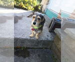 Small #1 Dachshund Mix