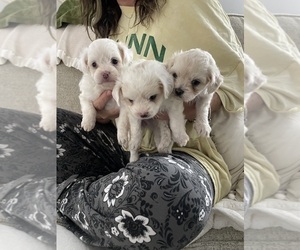 ShihPoo Puppy for sale in LOUISBURG, NC, USA