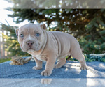 Small #2 American Bully
